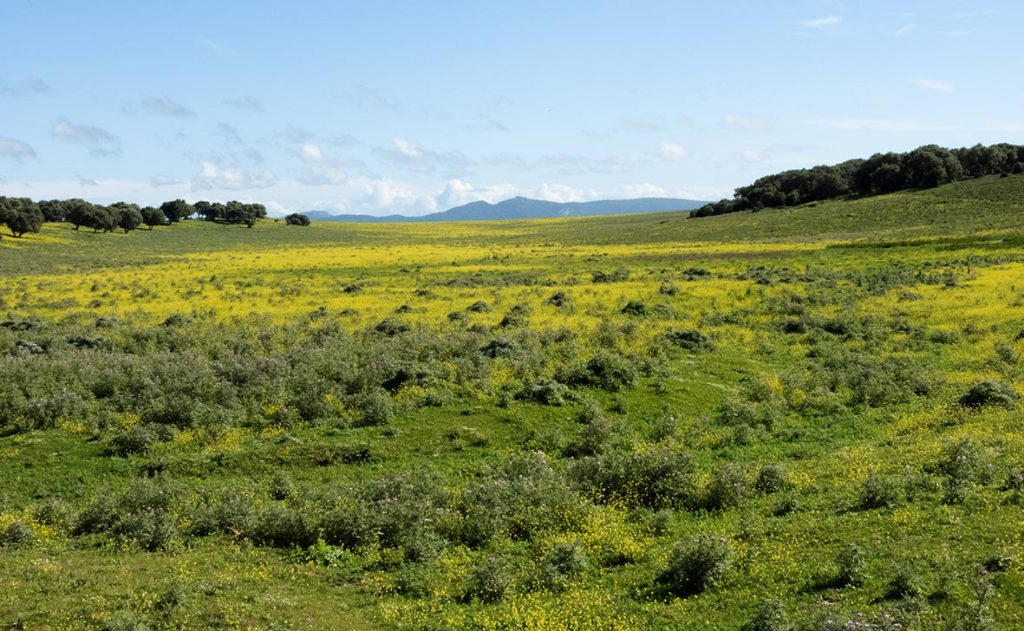 Laguna de la Janda